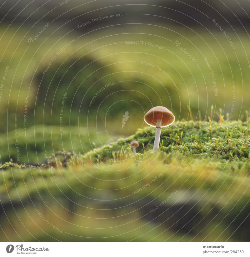 neulich.. Umwelt Natur Pflanze Herbst Moos Grünpflanze Wildpflanze Pilz dünn authentisch einfach klein lang wild grün Farbfoto mehrfarbig Außenaufnahme