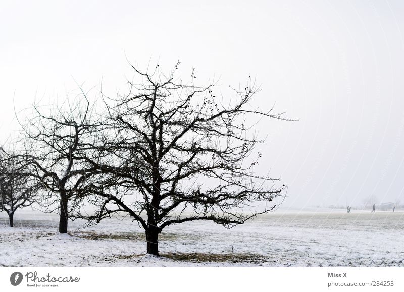 Erster Schnee...oh je Natur Landschaft Winter Eis Frost Feld kalt trist Schneelandschaft Streuobstwiese Apfelbaum Winterstimmung Wintertag Baum Ast Farbfoto