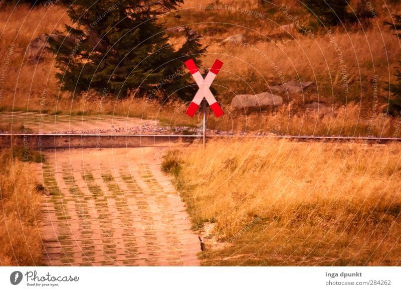 der schmale BahnRübergang Umwelt Natur Landschaft Pflanze Baum Gras Wald Harz Mittelgebirge Bundesadler Schmalspurbahn Gleise Schienenverkehr Bahnübergang