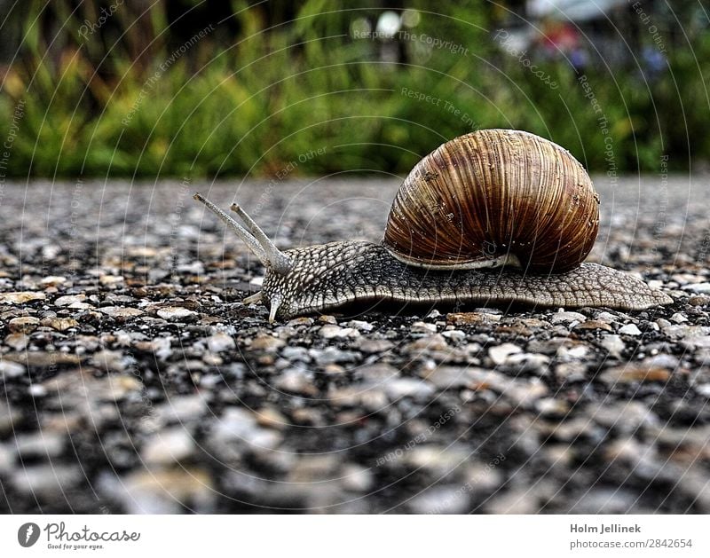 Asphaltschnecke Tier Schnecke Coolness ästhetisch Bewegung Natur Makroaufnahme Unschärfe Strukturen & Formen Kontrast Farbfoto mehrfarbig Außenaufnahme