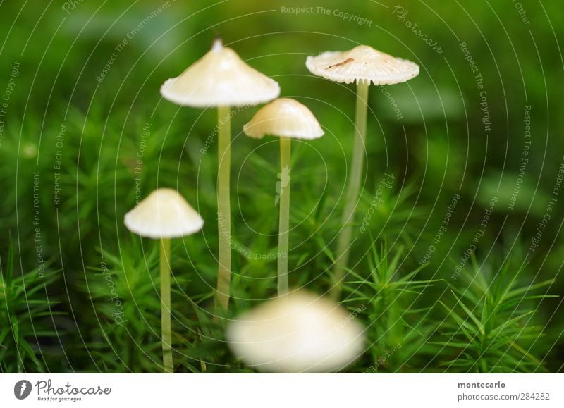 eins geht noch... Umwelt Natur Pflanze Herbst Moos Grünpflanze Wildpflanze Pilz Wald dünn authentisch einfach glänzend klein natürlich schleimig wild grün weiß