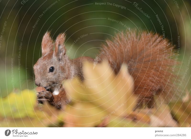 Herbsthörnchen Umwelt Natur Tier Blatt Wildtier 1 niedlich braun grün Eichhörnchen Säugetier Eicheln Herbstlaub herbstlich Farbfoto Außenaufnahme Menschenleer