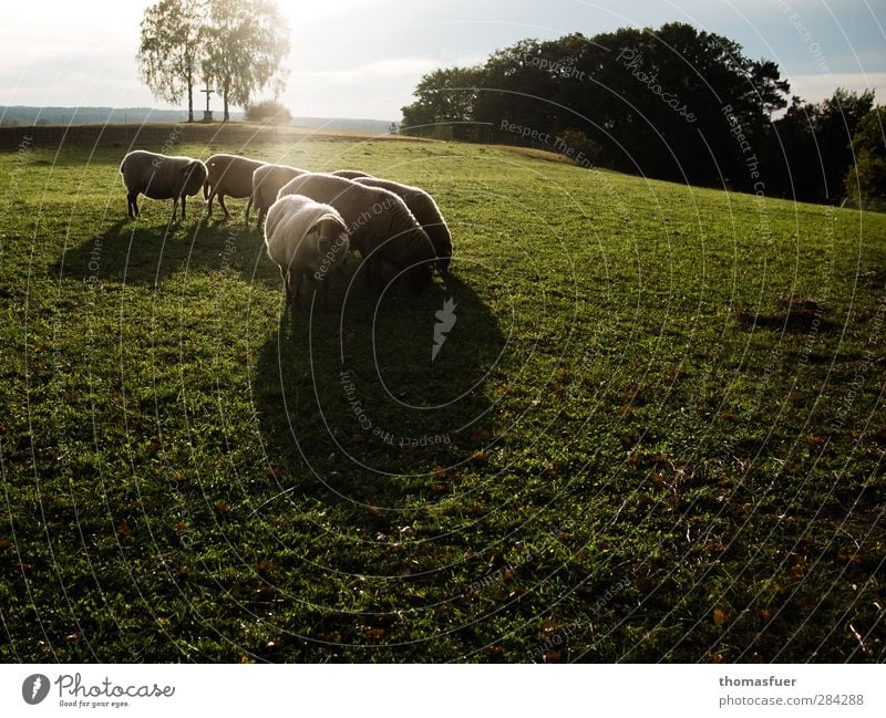 100% genuin Lambswool Natur Landschaft Himmel Wolken Sonnenlicht Herbst Wiese Tier Nutztier Schaf Tiergruppe Herde Fressen Zusammensein braun grün Stimmung