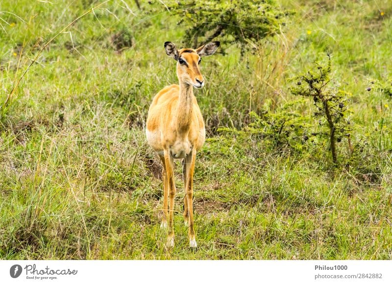 weiblicher Buschguib in der Savanne schön Safari Mann Erwachsene Natur Tier Park natürlich wild grün schwarz Buschbock Nairobi Aepyzeros Afrika Afrikanisch