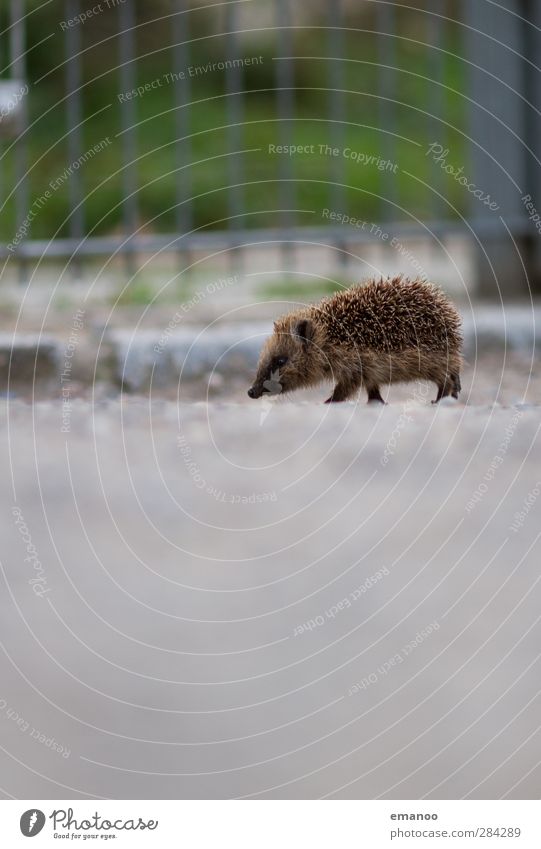 Auf Abwegen Natur Tier Wildtier Zoo 1 Tierjunges laufen frei klein niedlich Igel Stachel stachelig baby Freiheit Zaun Kies Wege & Pfade Geruch Suche Spaziergang