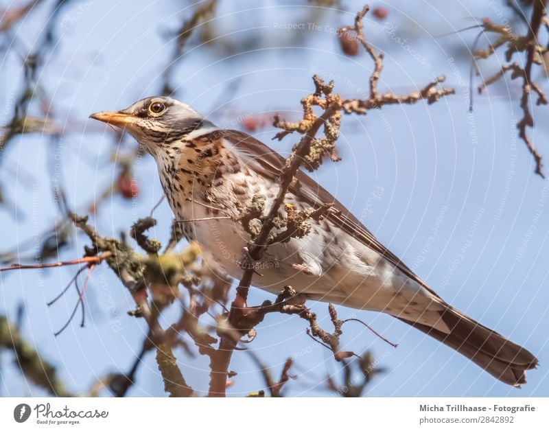 Wacholderdrossel im Baum Natur Tier Himmel Sonnenlicht Schönes Wetter Zweige u. Äste Wildtier Vogel Tiergesicht Flügel Krallen Drossel Schnabel Feder Auge 1