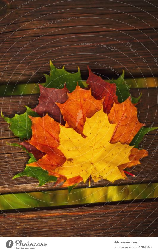 Bunt sind schon die Wälder.. Garten Dekoration & Verzierung Erntedankfest Natur Pflanze Herbst Baum Blatt Wald Holz alt fallen verblüht braun mehrfarbig gelb