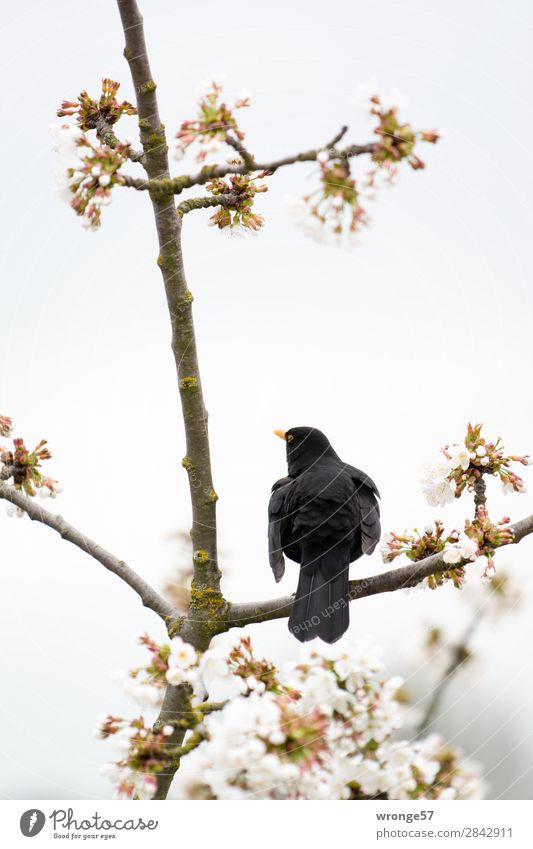 Frühlingsgefühle Baum Blüte Kirschbaum Garten Tier Wildtier Vogel 1 Frühlingstag sitzen braun grau schwarz weiß Amsel Kirschblüten Gezwitscher Farbfoto