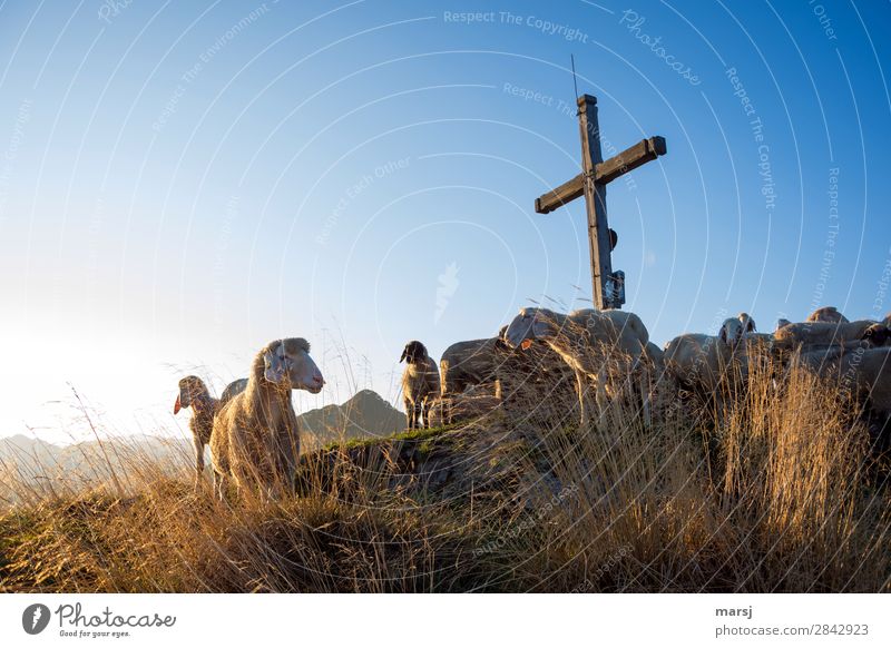 Unterm Kreuz Ausflug Abenteuer Berge u. Gebirge wandern Ostern Natur Wolkenloser Himmel Herbst Schönes Wetter Gras Wiese Alpen Gasselhöhe Reiteralm Gipfel