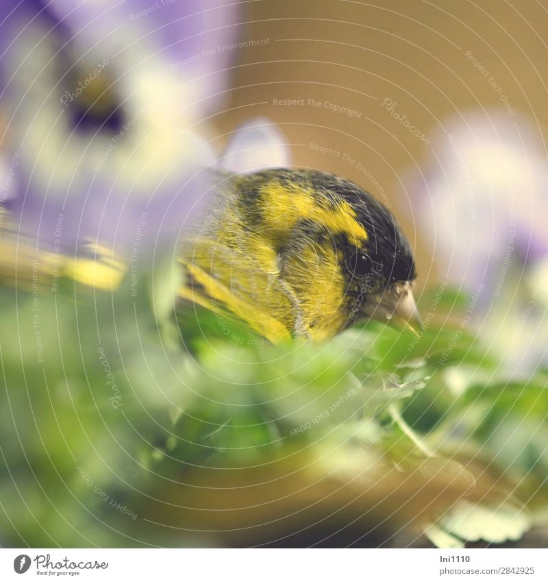 Zeisig Frühling Blume Blüte Stiefmütterchen Garten Wildtier Vogel 1 Tier blau braun gelb grün schwarz weiß verstecken Zwinkern Farbfoto Nahaufnahme