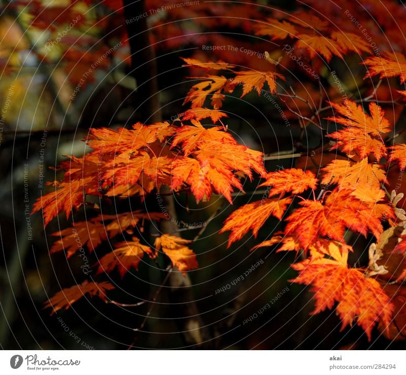 Spitzahornblätter Gartenarbeit Landwirtschaft Forstwirtschaft Natur Pflanze Baum Blatt Park Wald schön Spitze orange rot schwarz Ahornzweig Farbfoto