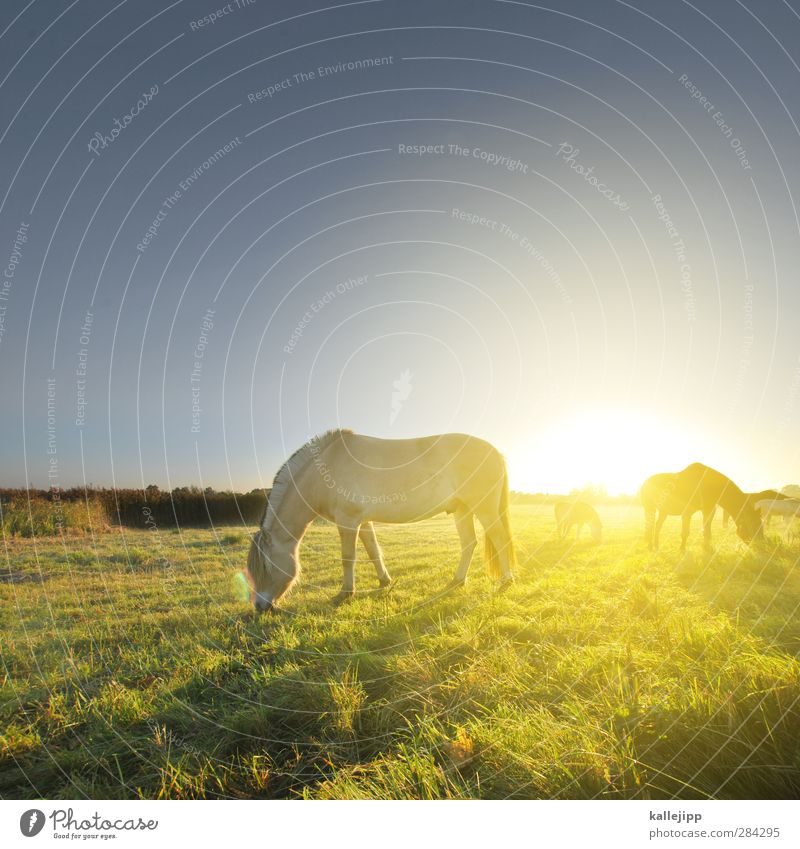 apotheken poster Umwelt Natur Landschaft Herbst Schönes Wetter Wiese Feld Tier Nutztier Pferd 3 Herde Romantik schön Weide Tag Licht Schatten Kontrast