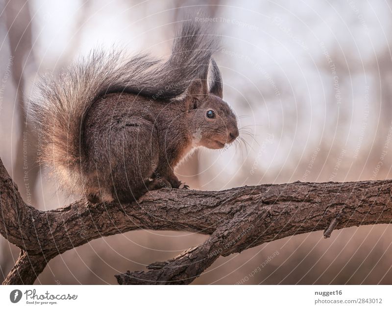 Eichhörnchen Umwelt Natur Tier Sonnenaufgang Sonnenuntergang Sonnenlicht Frühling Sommer Herbst Winter Schönes Wetter Baum Garten Park Wald Wildtier Tiergesicht