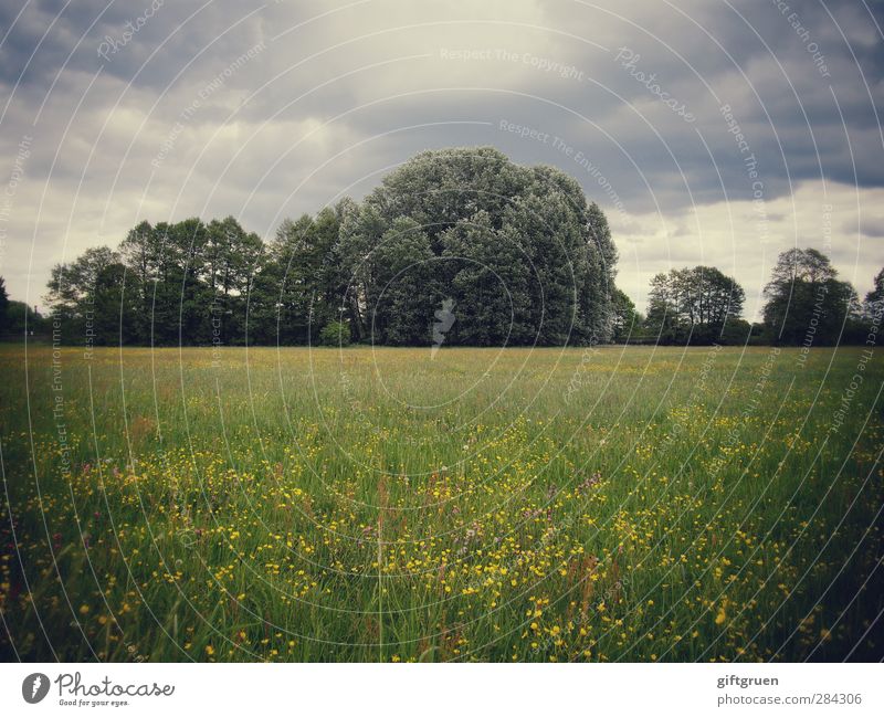 düster Umwelt Natur Landschaft Pflanze Wolken Gewitterwolken Wetter schlechtes Wetter Unwetter Sturm Regen Baum Blume Gras Grünpflanze Wiese Wald bedrohlich