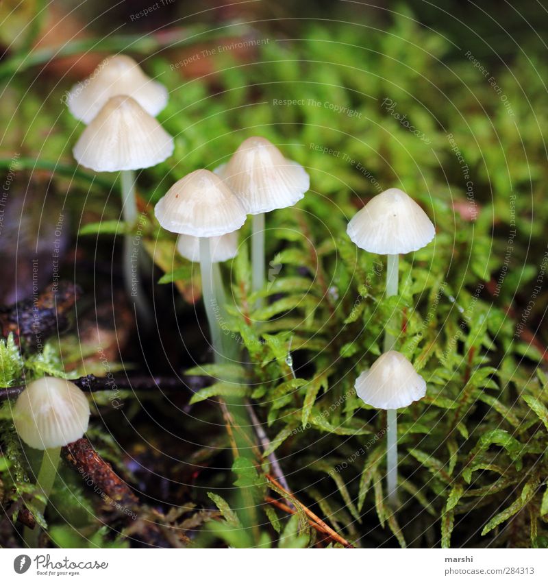 Mini-Schwammerl Natur Pflanze Herbst Wetter klein Pilz Moos Wald Farbfoto Außenaufnahme Nahaufnahme Detailaufnahme Makroaufnahme Tag