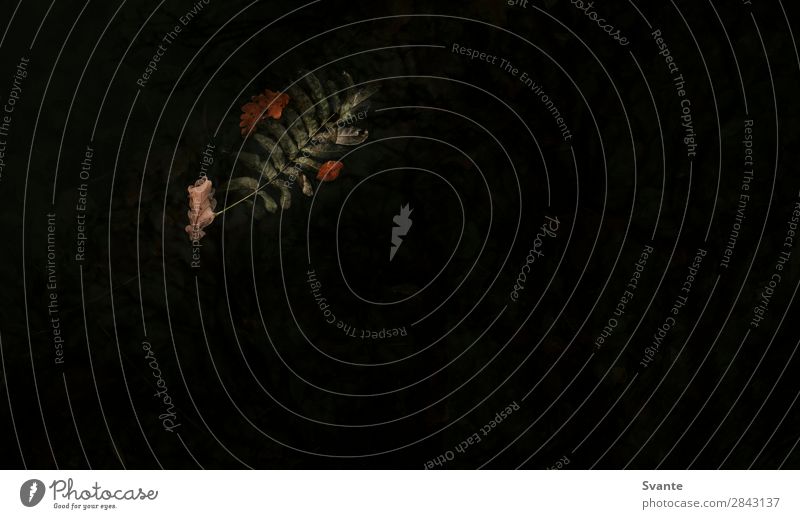 Grünes Blatt, das auf dunklem Wasser schwebt. Natur Pflanze Herbst Farn friedlich fliegend dunkel Farbfoto Außenaufnahme Menschenleer Textfreiraum unten
