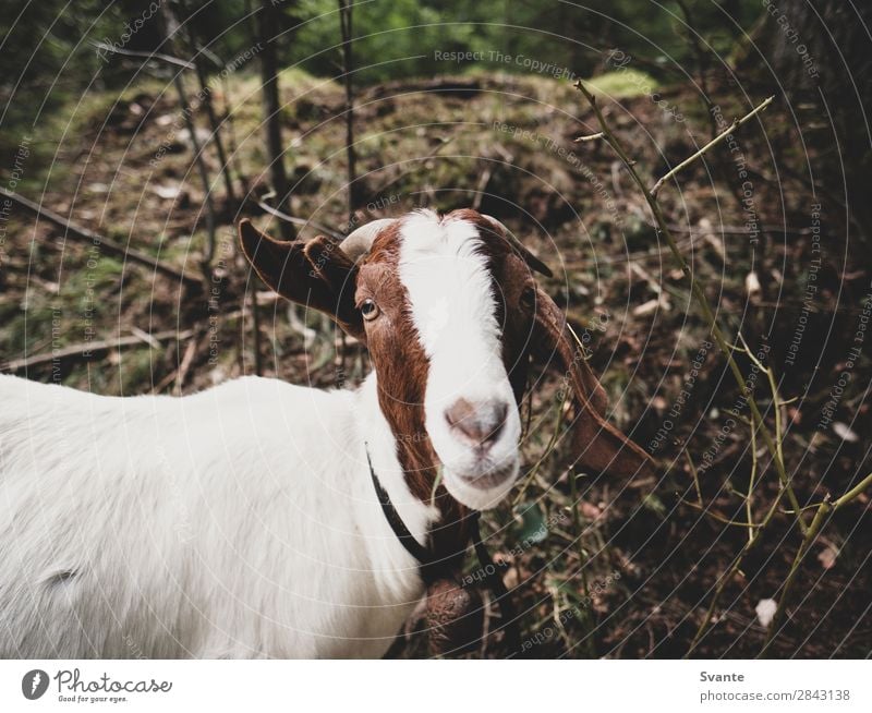 Ziege schaut in die Kamera Natur Tier Haustier Nutztier 1 Tierliebe Ziegen lustig Farbfoto Außenaufnahme Menschenleer Textfreiraum oben Tag Blick