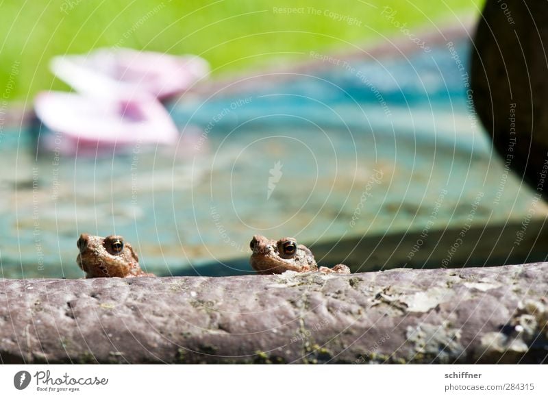 Randerscheinung Tier Wildtier Frosch 2 Tierpaar Tierjunges klein Erholung Blick Ecke Randgruppe Randzone Am Rand Kröte Amphibie Futterhäuschen tierisch