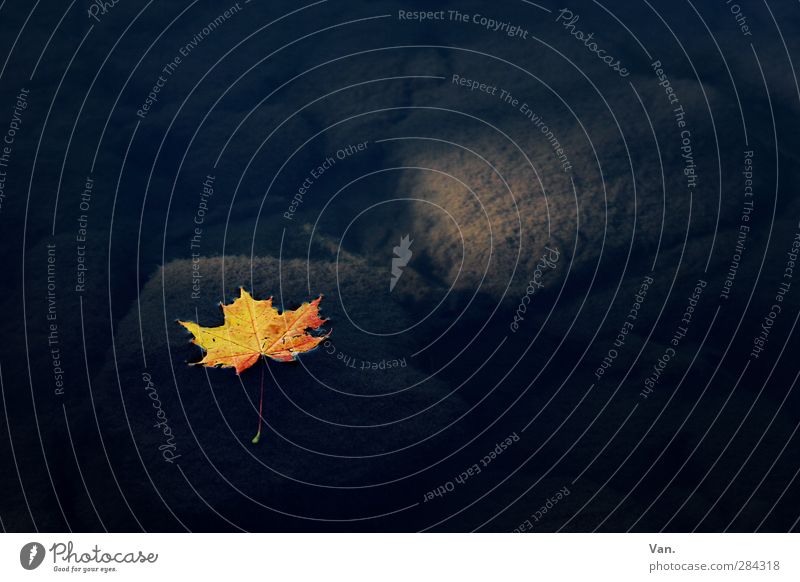 stille Wasser Natur Pflanze Herbst Blatt Ahorn Felsen Teich Schwimmen & Baden blau gelb Farbfoto Gedeckte Farben Außenaufnahme Menschenleer Textfreiraum oben