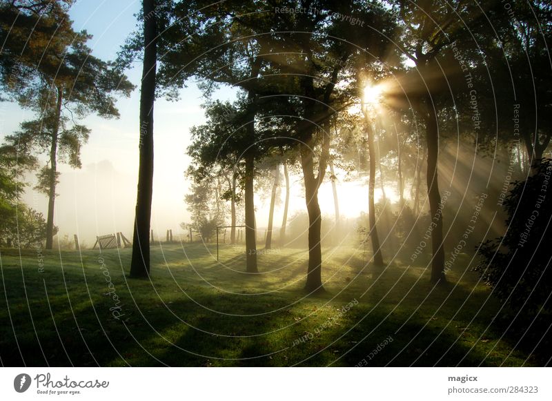 Sonnenaufgang Herbstnebel im Wald Umwelt Natur Landschaft Himmel Sonnenuntergang Sonnenlicht Schönes Wetter Nebel Baum Gras Blatt Garten Wiese Dorf Stadtrand