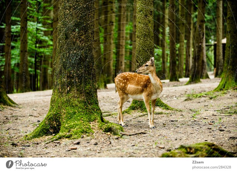 steht ein reh im walde... Natur Landschaft Sommer Baum Wald Wildtier Reh 1 Tier beobachten Blick stehen authentisch natürlich niedlich wild Einsamkeit elegant