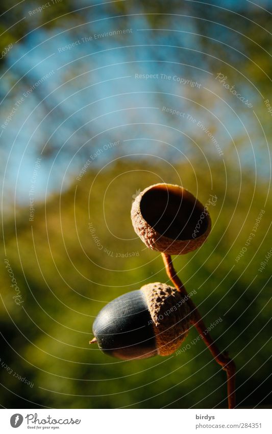 Trennung ohne Schmerz Himmel Herbst Wald ästhetisch Freundlichkeit niedlich Beginn Natur Eicheln Samen reif Fortpflanzung leer + voll abgenabelt Farbfoto