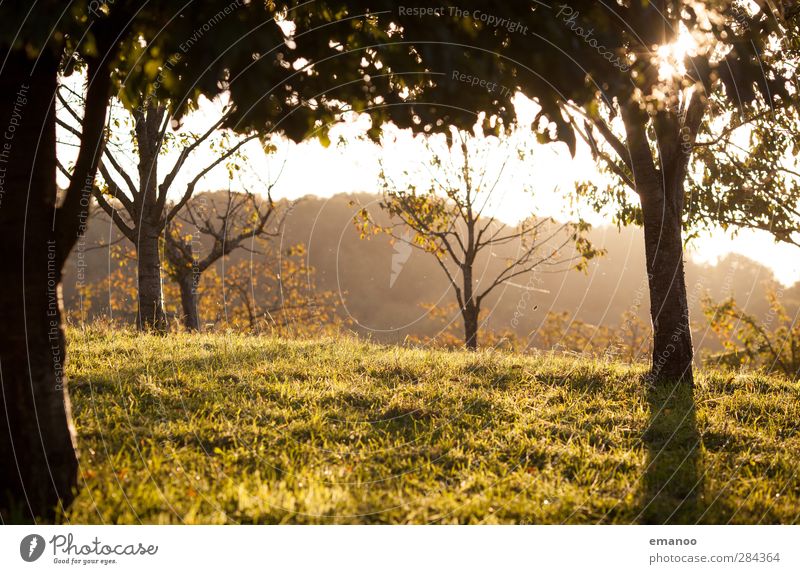 Herbstabend Umwelt Natur Landschaft Pflanze Sonne Klima Wetter Baum Gras Park Wiese Feld Wald Hügel Berge u. Gebirge Wärme gelb grün Schwarzwald Streuobstwiese