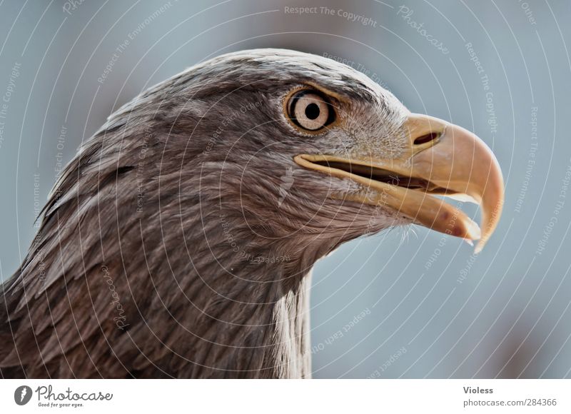 Adlerauge Vogel beobachten fantastisch natürlich wild Kraft Tatkraft Kopf Schabel Blick Steinadler Farbfoto Außenaufnahme Porträt Tierporträt Blick nach vorn