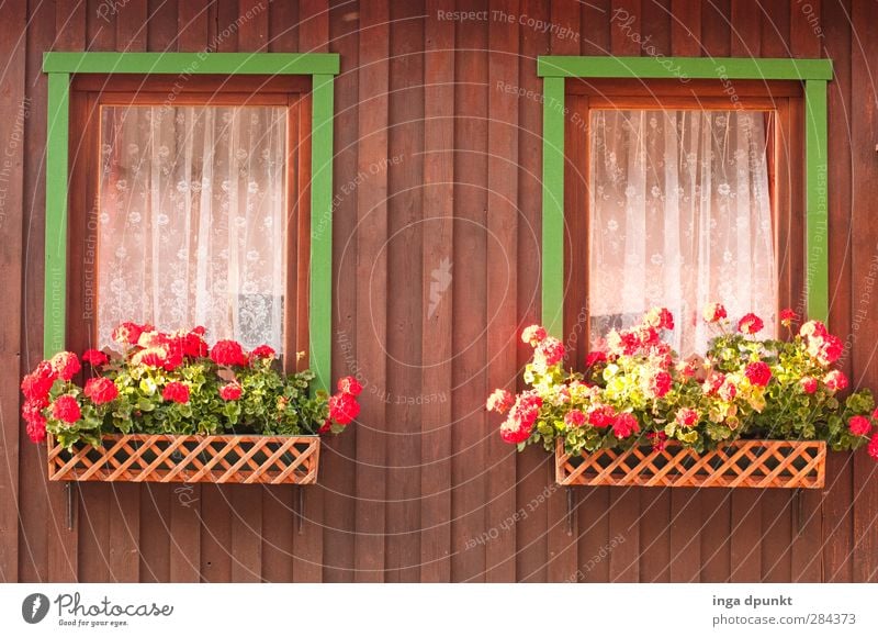 schönes Elend (II) Harz Sachsen-Anhalt Haus Ferienhaus Deutschland Mittelgebirge Fenster Blumenkasten Fensterbrett Dorf Idylle Dorfidylle Tourismus