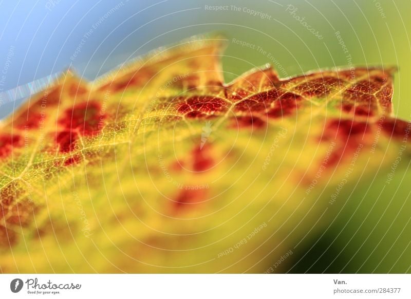 Ich habe heute leider keinen Titel für dich Natur Pflanze Himmel Herbst Blatt Wein Garten Spitze gelb rot Blattadern Farbfoto mehrfarbig Außenaufnahme