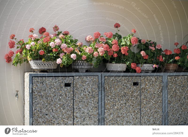 Ger.anien aus Bit.anien Pflanze Blume Blüte Topfpflanze Mauer Wand Kitsch Krimskrams Beton Blühend Wachstum grau Zufriedenheit Pelargonie Müllbehälter