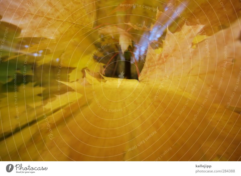 kalenderblätter Umwelt Natur Pflanze Herbst Baum Blatt Garten Park Wald gelb Jahreszeiten Herbstlaub Farbfoto Außenaufnahme Licht Schatten Kontrast