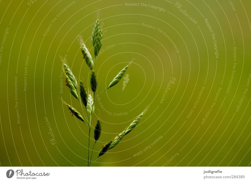 Gras Umwelt Natur Pflanze Sommer Wachstum natürlich schön grün Leben Blüte Farbfoto Außenaufnahme Tag