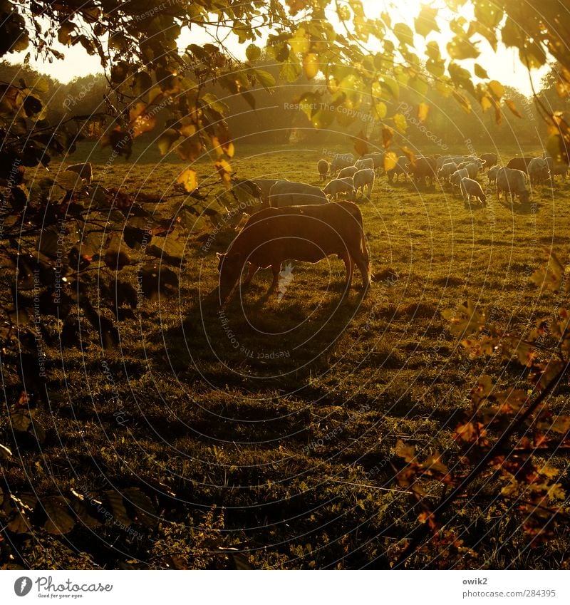 Speiseraum Umwelt Natur Landschaft Pflanze Tier Horizont Herbst Klima Wetter Schönes Wetter Baum Gras Blatt Zweige u. Äste Wiese Nutztier Kuh Tiergruppe Herde