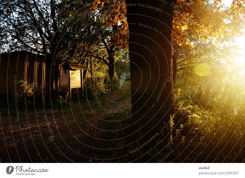 Leuchtendes Beispiel Umwelt Natur Landschaft Pflanze Herbst Klima Wetter Schönes Wetter Baum Sträucher Blatt Grünpflanze Wege & Pfade leuchten natürlich