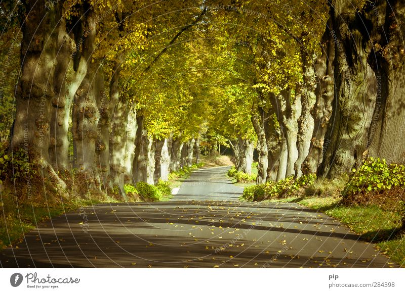 allee des jahres 2012 Umwelt Natur Pflanze Herbst Schönes Wetter Baum Baumstamm Linde Baumkrone Blatt Allee Straße Landstraße schön ruhig Wege & Pfade Densow