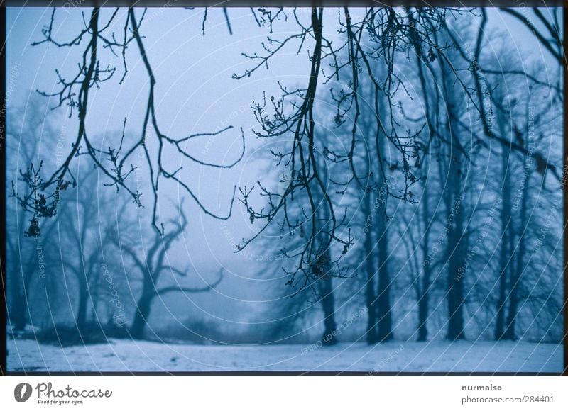 grau wird es Lifestyle Freizeit & Hobby Garten Kunst Natur Landschaft Winter schlechtes Wetter Eis Frost Schnee Schneefall Baum Park Fluss Havel Erholung