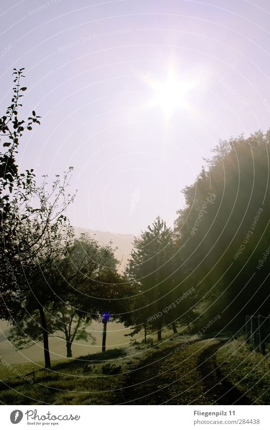 Weg in die Dunkelheit Umwelt Natur Landschaft Himmel Wolkenloser Himmel Sonne Sonnenlicht Wetter Eis Frost Pflanze Baum Gras Grünpflanze Garten Park Wiese