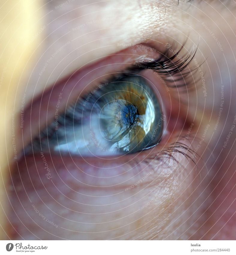 Mama hat den Herbst im Blick Mensch feminin Frau Erwachsene Haut Auge nah blau Wimpern Baum Farbfoto mehrfarbig Außenaufnahme Nahaufnahme Makroaufnahme Tag