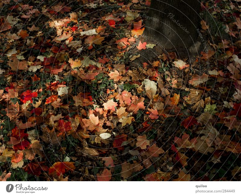 Herbststimmung Natur Erde Blatt Wiese Wald dunkel braun mehrfarbig rot Stimmung Verfall Vergänglichkeit Wandel & Veränderung fallen liegen Farbfoto