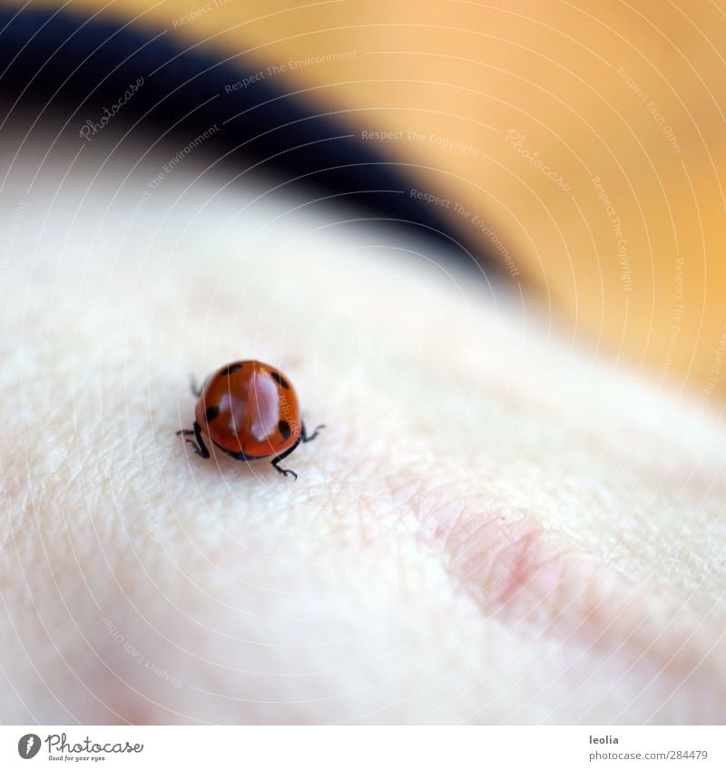 Glücksbringer Haut Tier Wildtier Käfer Flügel 1 klein natürlich rot schwarz Handrücken Marienkäfer Punkt Käferbein Farbfoto mehrfarbig Außenaufnahme Nahaufnahme