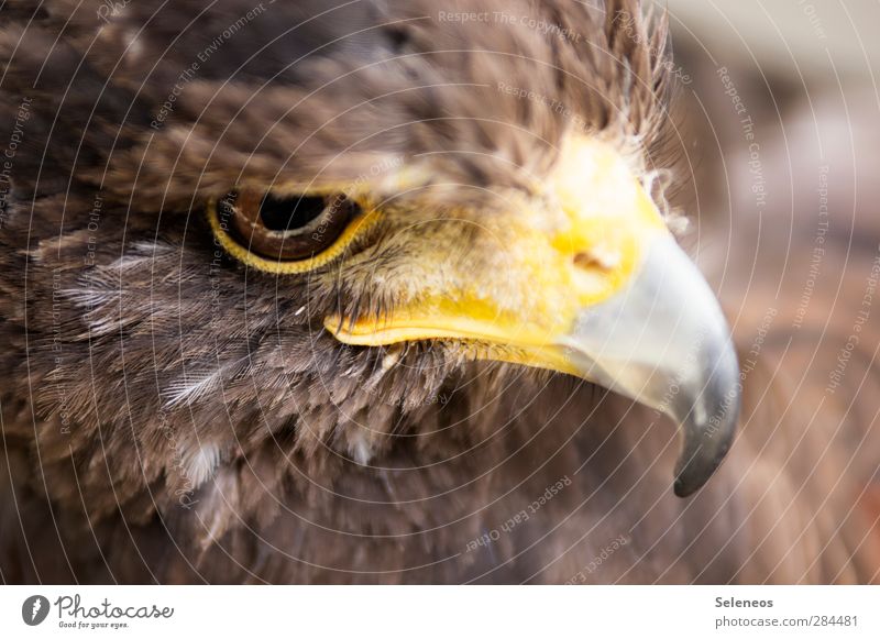 Ernst Freiheit Umwelt Natur Tier Wildtier Vogel Tiergesicht Feder Schnabel Auge 1 Jagd Blick nah natürlich Farbfoto Außenaufnahme Tag Licht