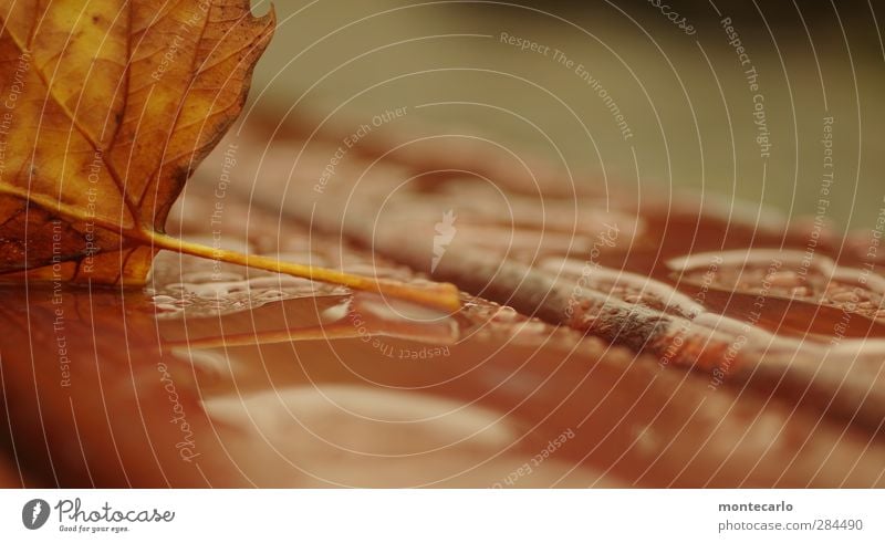 Wettervorhersage Umwelt Natur Pflanze Herbst schlechtes Wetter Regen Blatt Grünpflanze Wildpflanze Stengel alt dünn authentisch nass natürlich trist weich braun