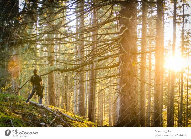 Herbstregen Zufriedenheit Erholung ruhig Abenteuer Freiheit Natur Landschaft Pflanze Sonnenaufgang Sonnenuntergang Schönes Wetter Baum Gras Moos Wald Hügel