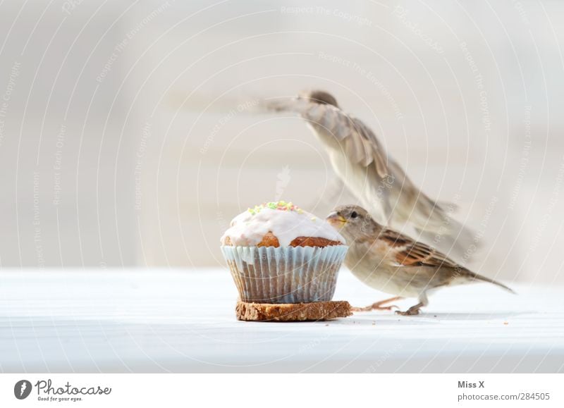 Diebitze Lebensmittel Teigwaren Backwaren Kuchen Dessert Ernährung Frühstück Kaffeetrinken Tier Wildtier Vogel 2 fliegen lecker Neugier süß Spatz Fressen