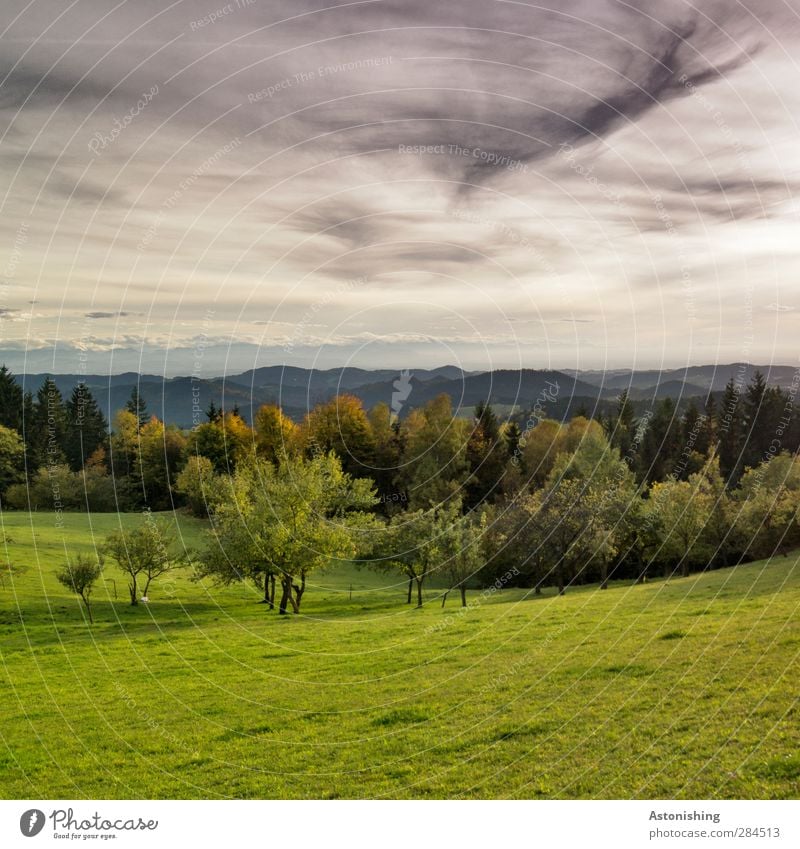 es wird düster! Umwelt Natur Landschaft Pflanze Luft Himmel Wolken Herbst Klima Wetter schlechtes Wetter Nebel Baum Gras Sträucher Blatt Blüte Wiese Wald Hügel