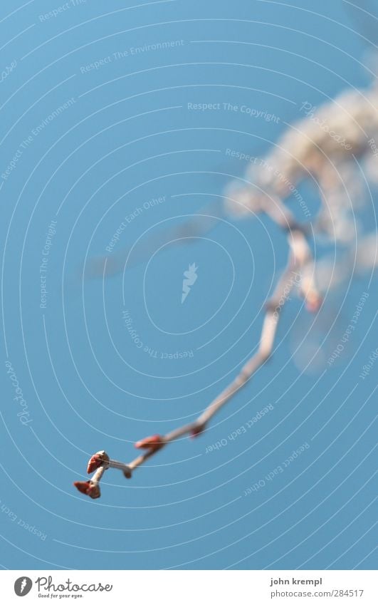 gleich blüht dir was Umwelt Natur Himmel Wolkenloser Himmel Frühling Pflanze Baum Sträucher Blüte Blütenknospen Blühend Wachstum blau weiß Frühlingsgefühle