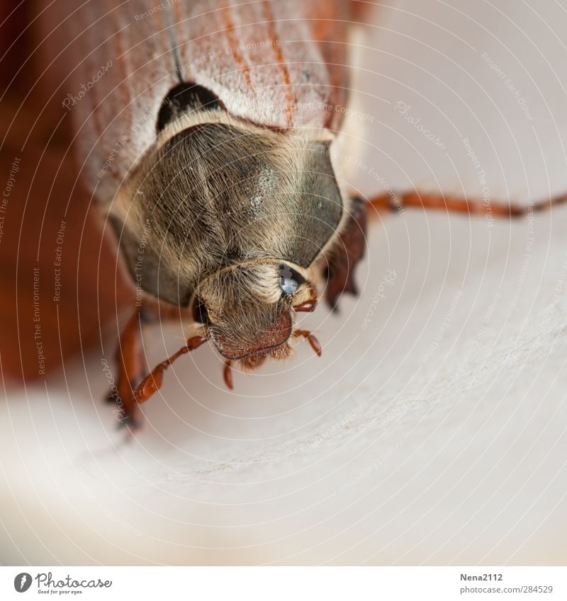 zum streicheln... Natur Tier Frühling Sommer Herbst Käfer Tiergesicht 1 braun Behaarung Insekt insektenauge Maikäfer Farbfoto Außenaufnahme Nahaufnahme