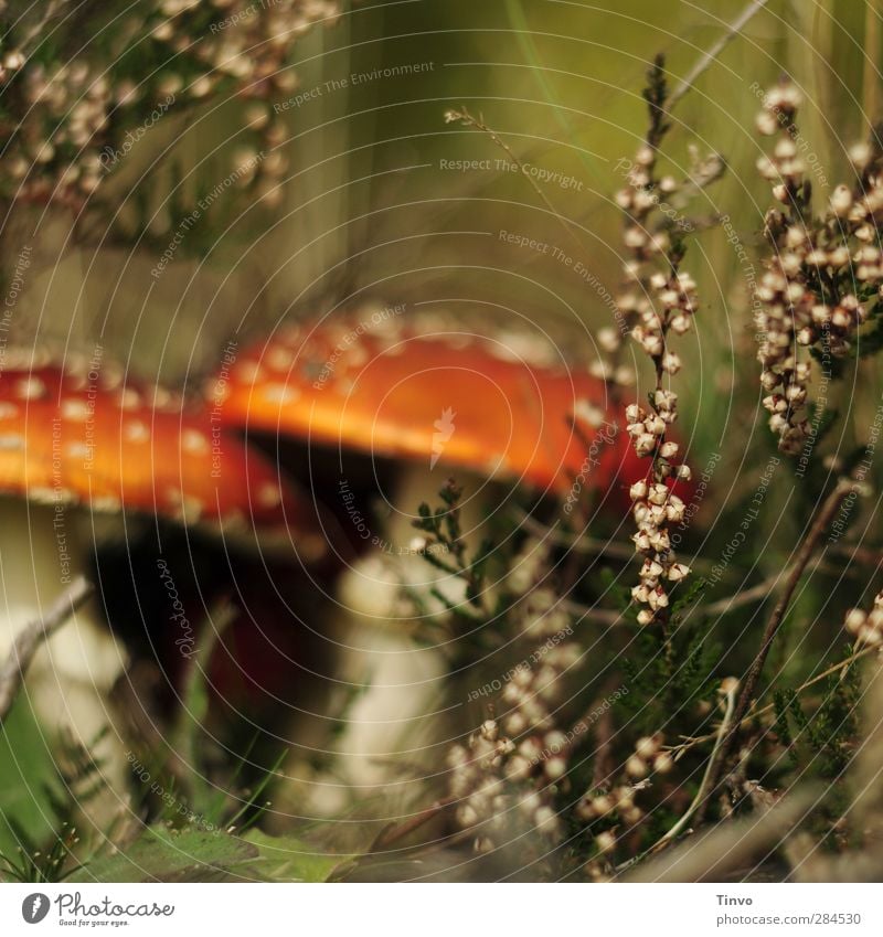 Fliegenpilze hinter Erica Umwelt Natur Pflanze Herbst Wildpflanze Wald schön grün rot schwarz weiß Gift Heidekrautgewächse Besenheide Märchenwald bodennah