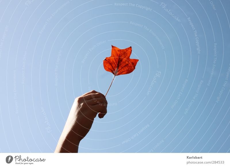 Ein Blatt Herbst Freude Gesundheit harmonisch Erholung Spielen Kindergarten Schulkind Gartenarbeit Gesundheitswesen Mensch Hand 1 Natur Himmel